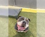 Small American Bulldog