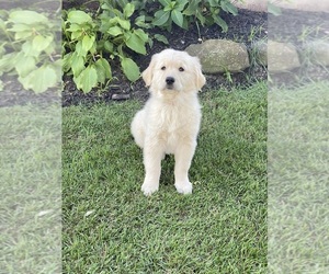 Golden Retriever Puppy for sale in HAMILTON, MI, USA