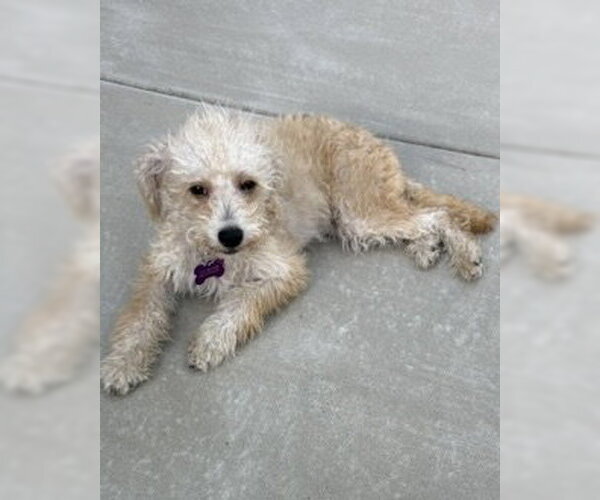 Medium Photo #6 Poodle (Miniature)-Unknown Mix Puppy For Sale in Corona, CA, USA