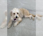 Small #5 Poodle (Miniature) Mix
