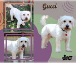 Small #1 Poochon