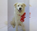 Small #1 Great Pyrenees Mix