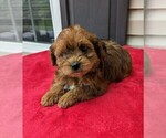 Small Photo #3 YorkiePoo Puppy For Sale in DUNNVILLE, KY, USA