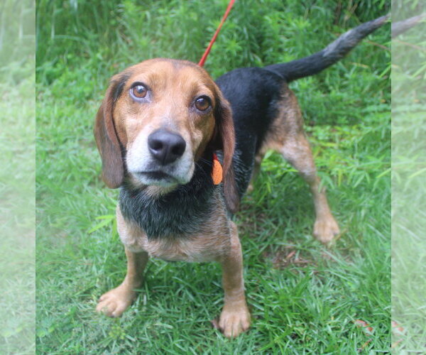 Medium Photo #7 Beagle Puppy For Sale in Dunnellon, FL, USA