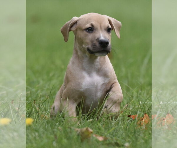 Medium Photo #7 Boxer-Unknown Mix Puppy For Sale in Mechanicsburg, PA, USA