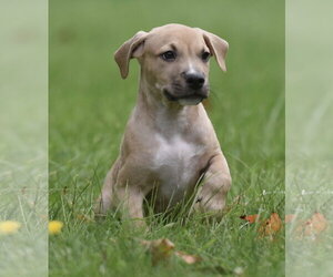 Shiloh - Male Boxer-Unknown Mix Dog for Adoption - Photo #7