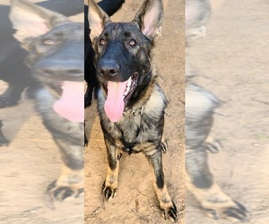 German Shepherd Dog Puppy for sale in SUGAR LAND, TX, USA