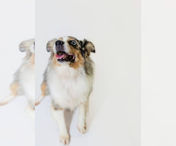 Medium Photo #2 Australian Shepherd Puppy For Sale in York, SC, USA