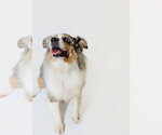 Small Photo #2 Australian Shepherd Puppy For Sale in York, SC, USA