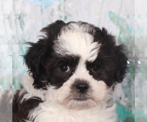 Zuchon Puppy for sale in MOUNT VERNON, OH, USA