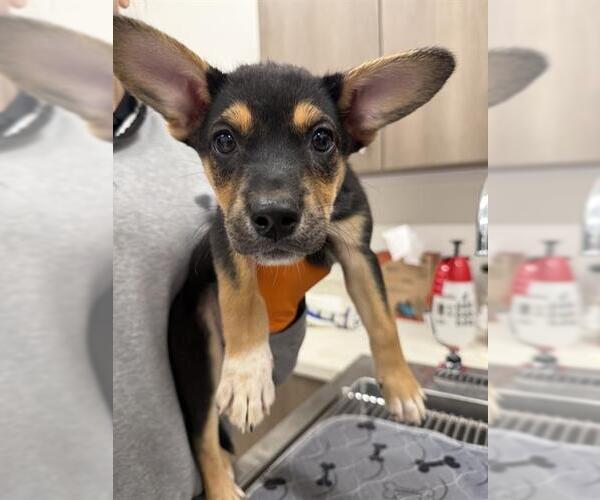 Medium Photo #1 German Shepherd Dog Puppy For Sale in Baytown, TX, USA