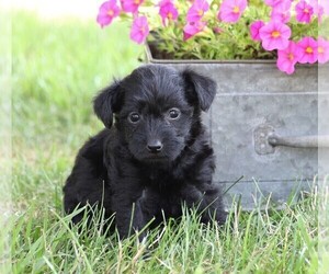 Fox Terrier (Toy)-Poodle (Standard) Mix Puppy for sale in FREDERICKSBG, OH, USA