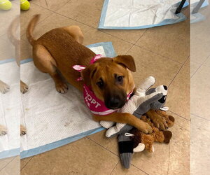 German Shepherd Dog-Unknown Mix Dogs for adoption in El Centro, CA, USA