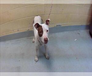 Mutt Dogs for adoption in Tulsa, OK, USA