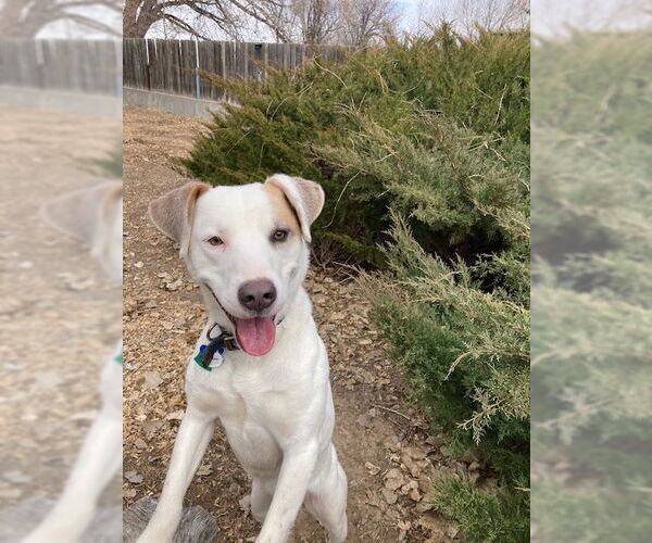 Medium Photo #4 Mutt Puppy For Sale in Aurora, CO, USA