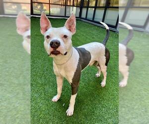 Mutt Dogs for adoption in San Francisco, CA, USA