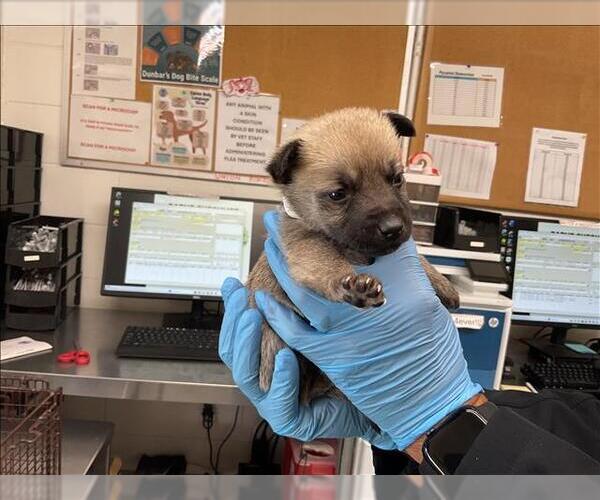 Medium Photo #1 Mutt Puppy For Sale in San Bernardino, CA, USA