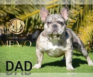 Father of the French Bulldog puppies born on 07/15/2021