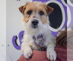 Small #6 Jack Russell Terrier Mix