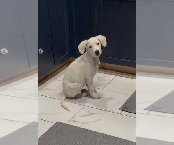 Medium Photo #17 Great Pyrenees-Unknown Mix Puppy For Sale in Germantown, OH, USA