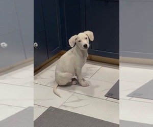 Falkor - Male Great Pyrenees-Unknown Mix Dog for Adoption - Photo #17