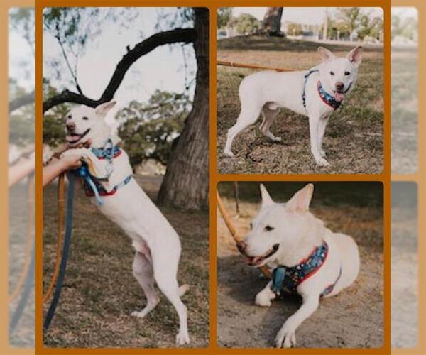 Medium Photo #1 Labrador Retriever-Unknown Mix Puppy For Sale in San Antonio, TX, USA