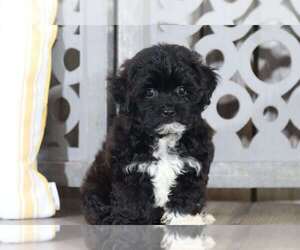 Lhasa-Poo Puppy for sale in MOUNT VERNON, OH, USA