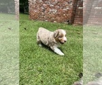 Small Photo #3 Australian Shepherd Puppy For Sale in ATLANTA, GA, USA