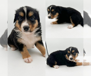 Miniature Australian Shepherd Puppy for sale in BROOKER, FL, USA