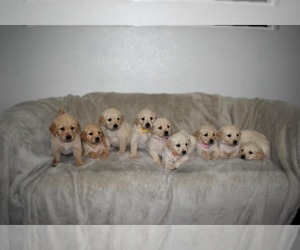 Golden Retriever Puppy for Sale in WINDSOR, California USA