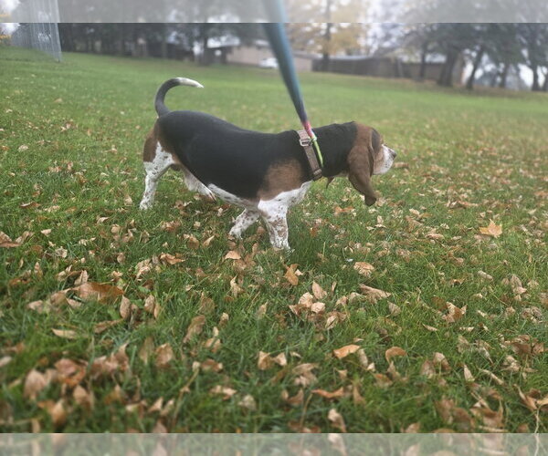 Medium Photo #4 Bagle Hound Puppy For Sale in Crystal, MN, USA