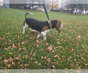 Toby - Male Bagle Hound Dog for Adoption - Photo #4