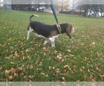 Small Photo #4 Bagle Hound Puppy For Sale in Crystal, MN, USA