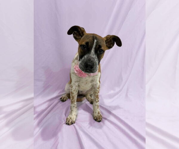 Medium Photo #2 Mutt Puppy For Sale in Sandy, UT, USA