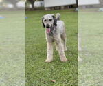 Small Poodle (Miniature)