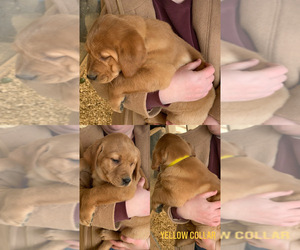 Labrador Retriever Puppy for sale in ARGYLE, WI, USA