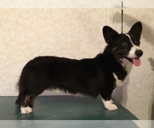 Father of the Cardigan Welsh Corgi puppies born on 06/29/2023