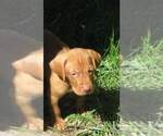 Small Photo #10 Vizsla Puppy For Sale in NEW YORK MILLS, MN, USA