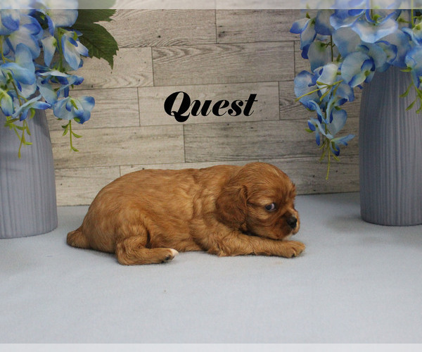 Medium Photo #10 Cavalier King Charles Spaniel Puppy For Sale in CHANUTE, KS, USA