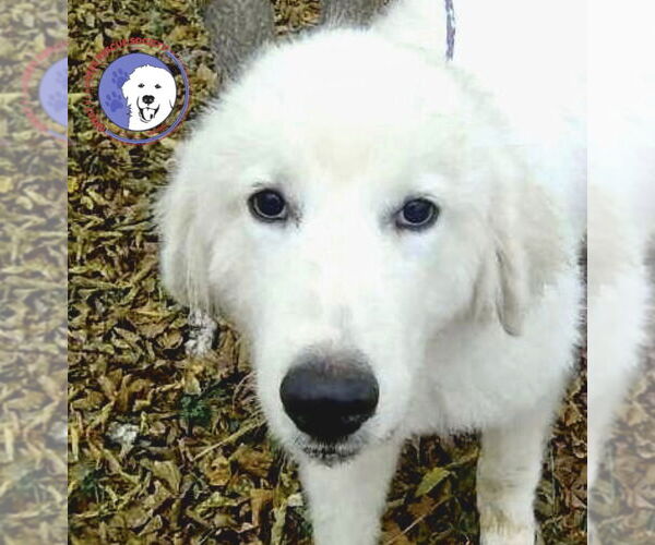 Medium Photo #1 Great Pyrenees Puppy For Sale in Spring, TX, USA