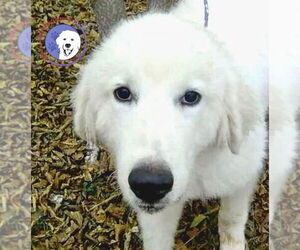 Great Pyrenees Dogs for adoption in Spring, TX, USA
