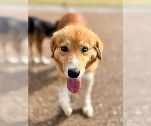 Medium Photo #2 Great Pyrenees-Retriever  Mix Puppy For Sale in Lawrenceville, NJ, USA