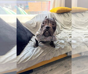 American Pugabull Dogs for adoption in Brights Grove, Ontario, Canada