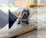 Tinsley - Female American Pugabull Dog for Adoption - Small photo
