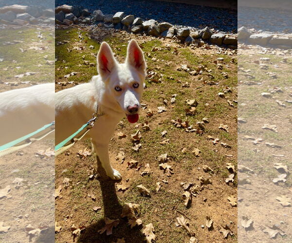 Medium Photo #4 Siberian Husky Puppy For Sale in Cumming, GA, USA