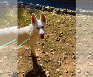 Ernie $100 adoption fee ALL DOGS - Male Siberian Husky Dog for Adoption - Photo #4