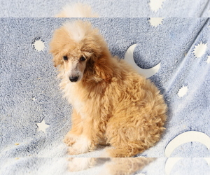 Poodle (Toy) Puppy for sale in BLOOMINGTON, IN, USA