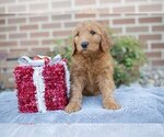 Small Photo #2 Goldendoodle Puppy For Sale in DALTON, OH, USA