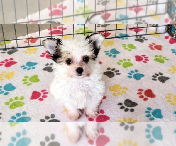 Medium Photo #7 Papitese Puppy For Sale in ORO VALLEY, AZ, USA