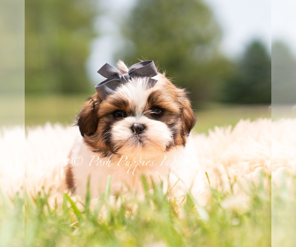 Medium Photo #22 Shih Tzu Puppy For Sale in WARSAW, IN, USA